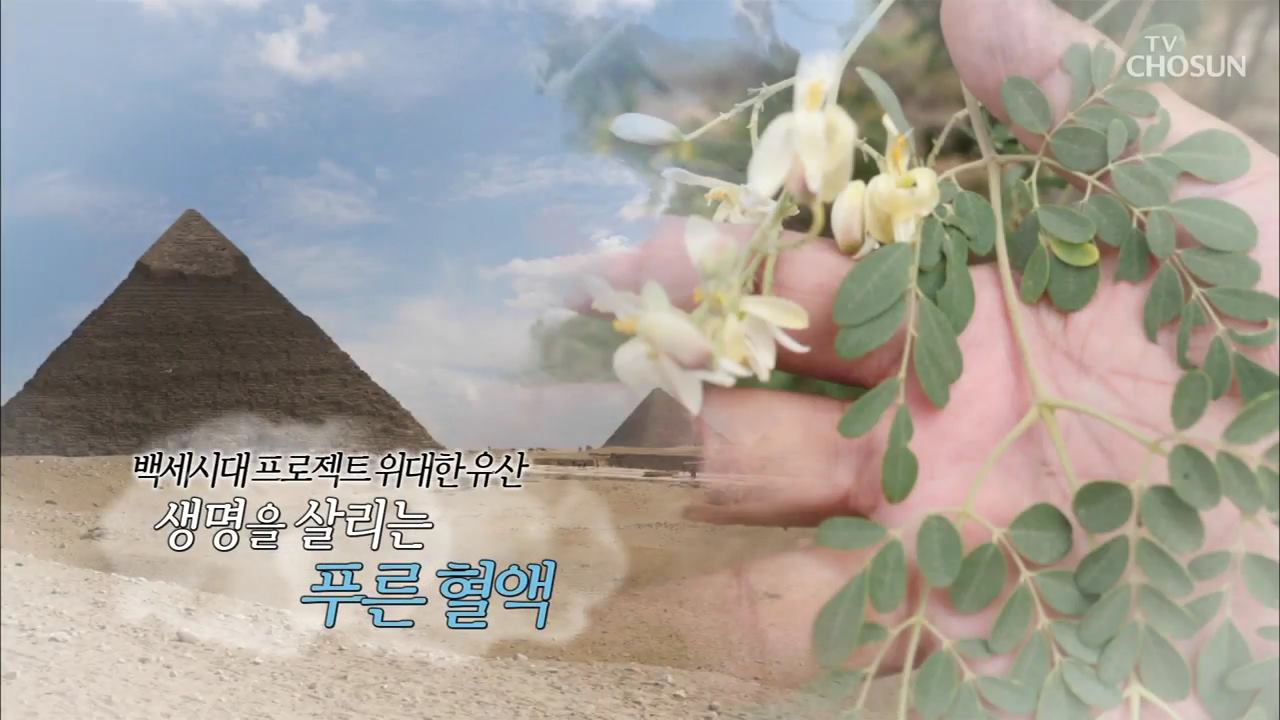 백세시대 프로젝트 위대한 유산 8회