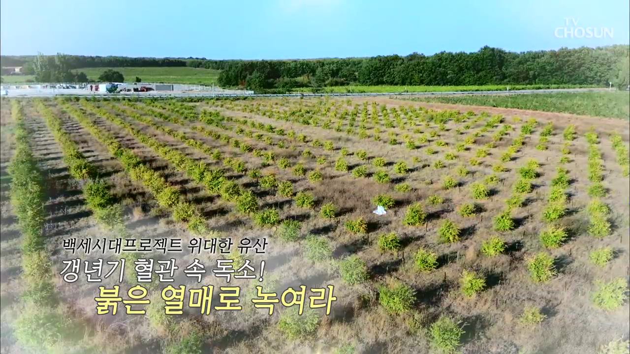 백세시대 프로젝트 위대한 유산 48회