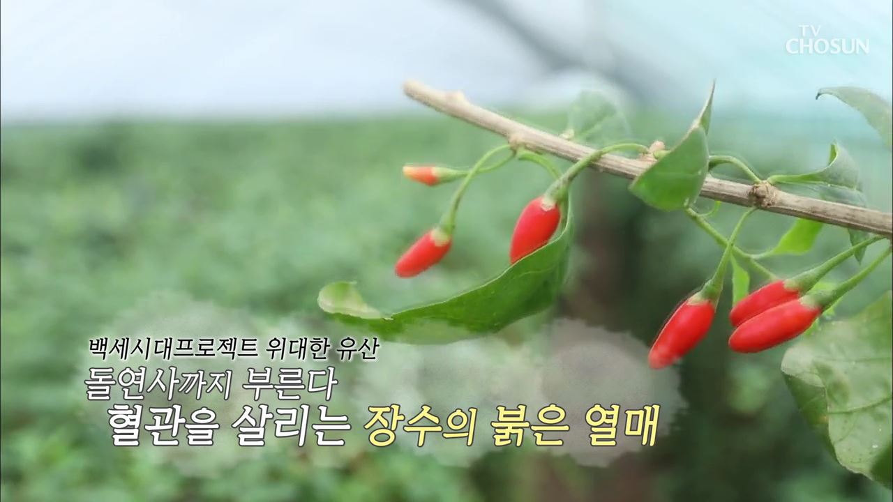 백세시대 프로젝트 위대한 유산 51회