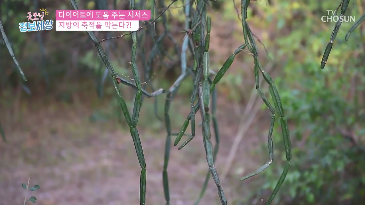 굿모닝 정보세상 99회