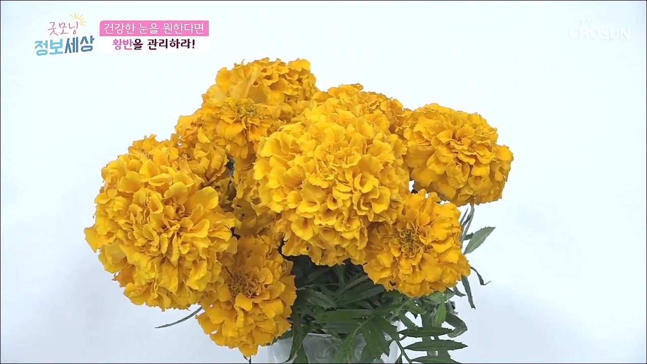 굿모닝 정보세상 105회