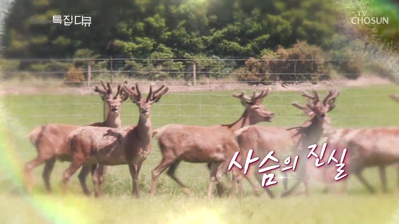 사슴의 진실