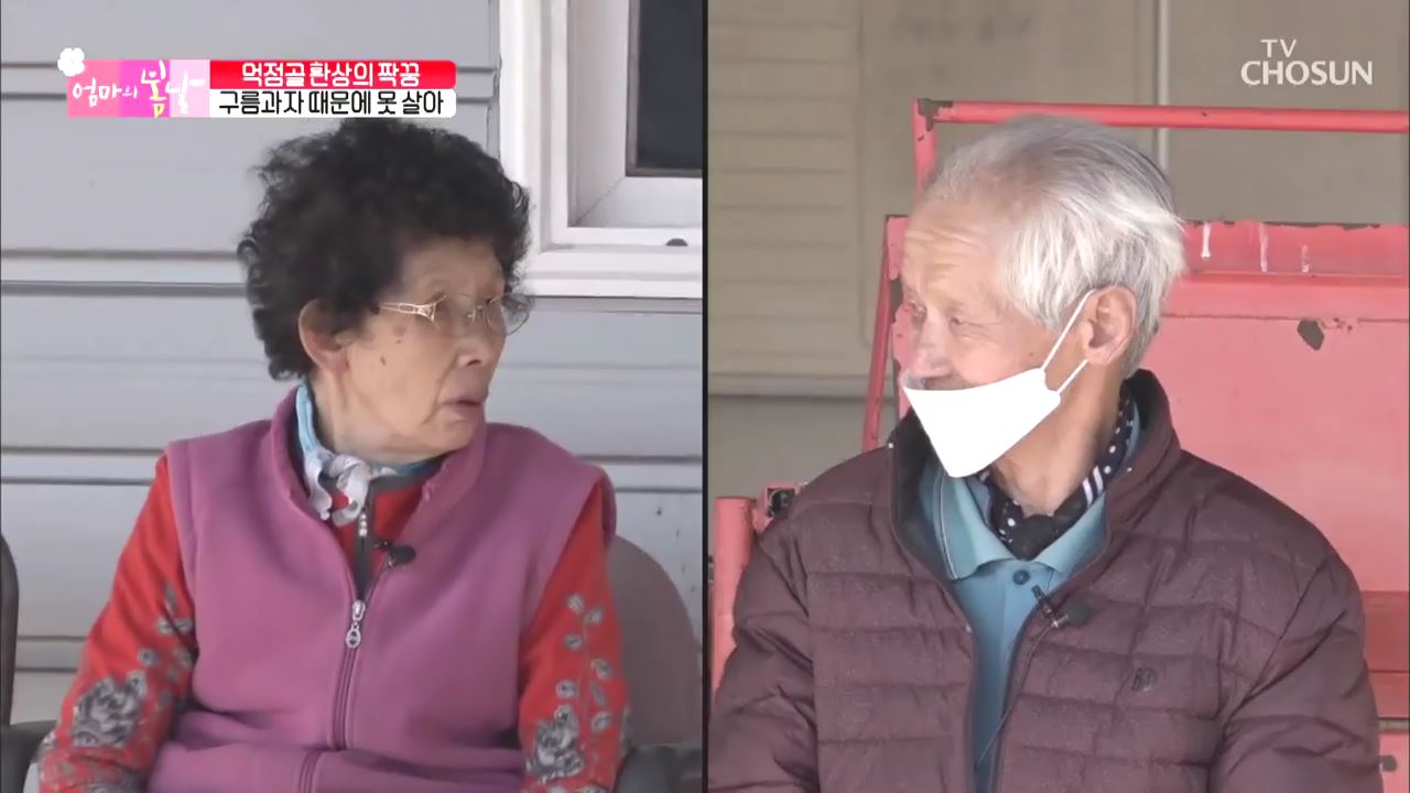 엄마의 봄날 237회  