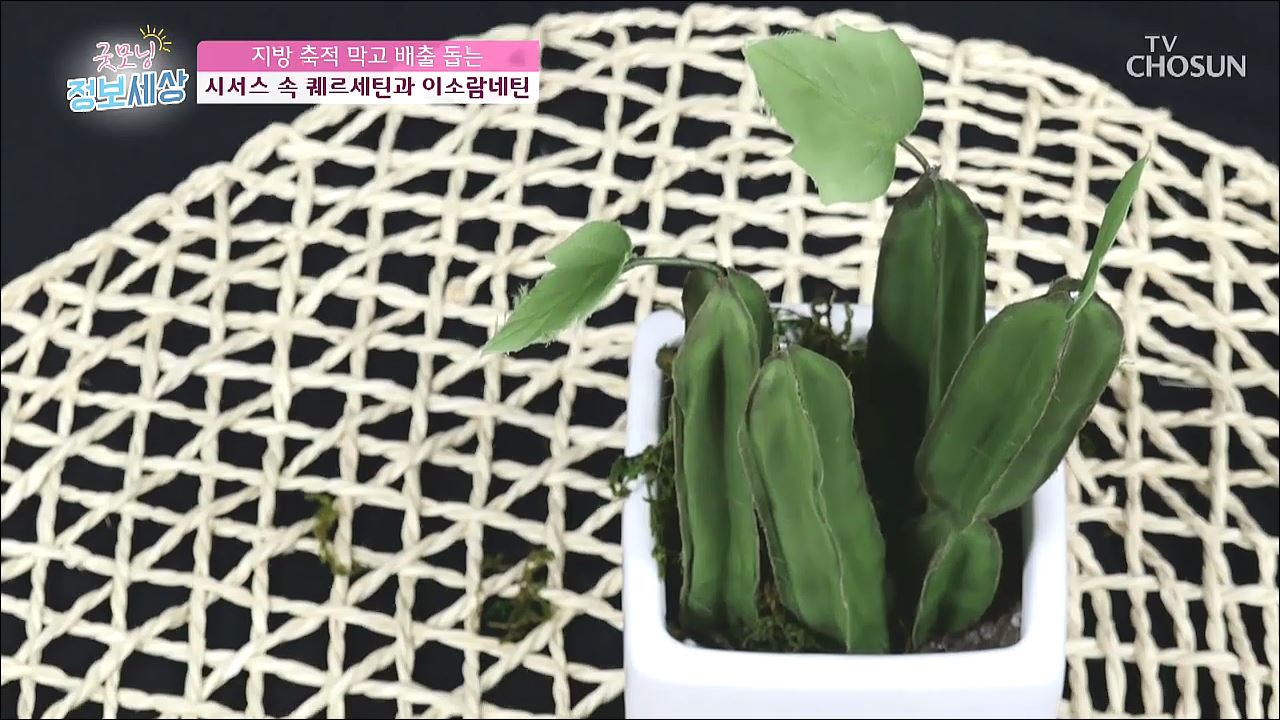 굿모닝 정보세상 198회