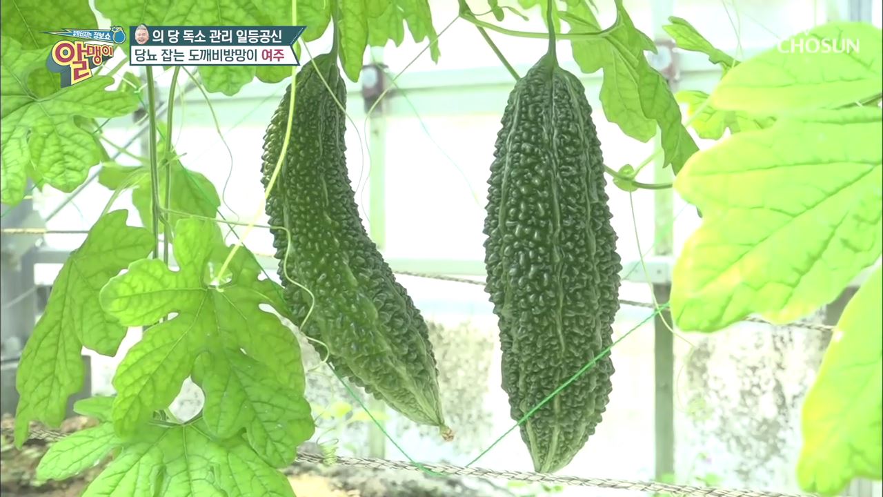팡팡터지는 정보쇼 알맹이 74회
