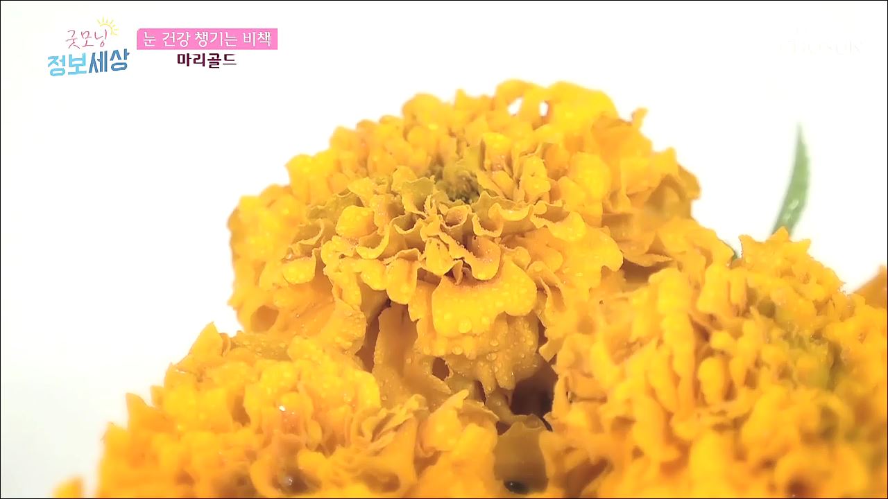 굿모닝 정보세상 212회