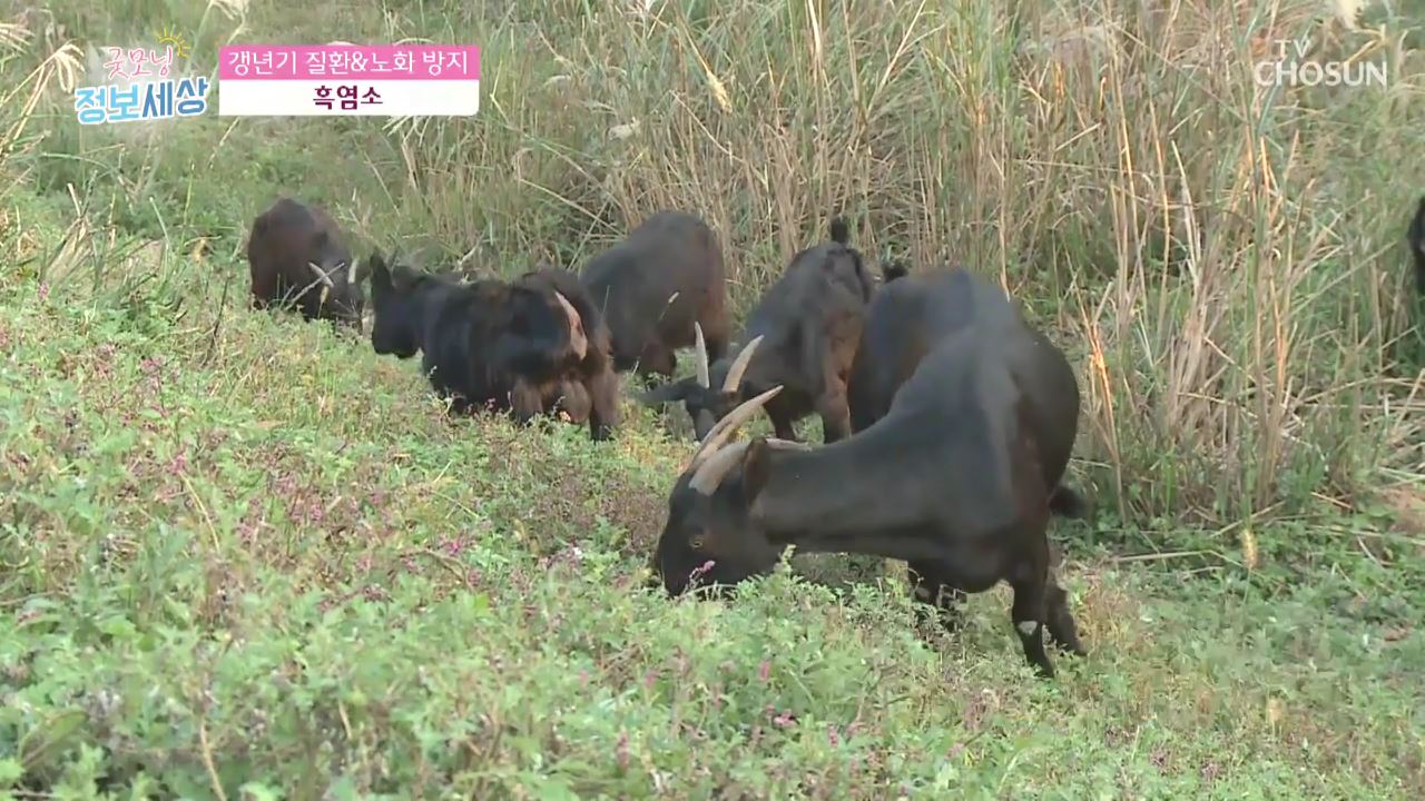 굿모닝 정보세상 224회 