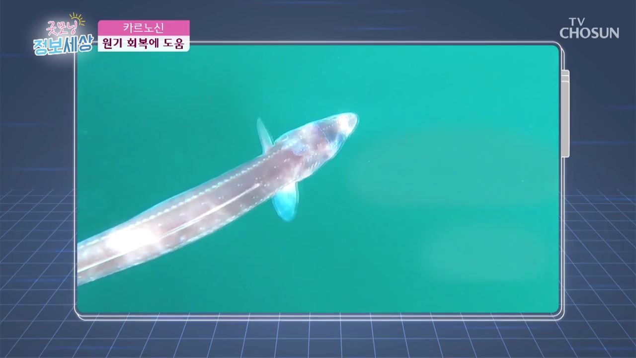 굿모닝 정보세상 226회