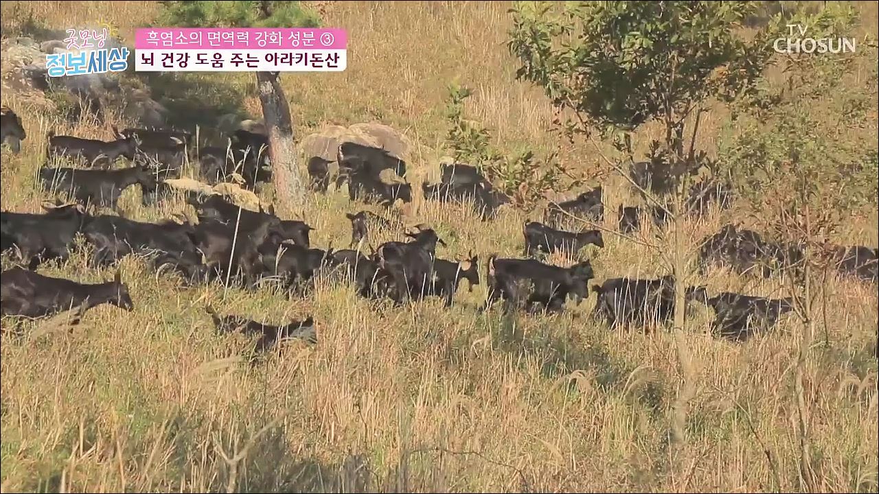 굿모닝 정보세상 234회