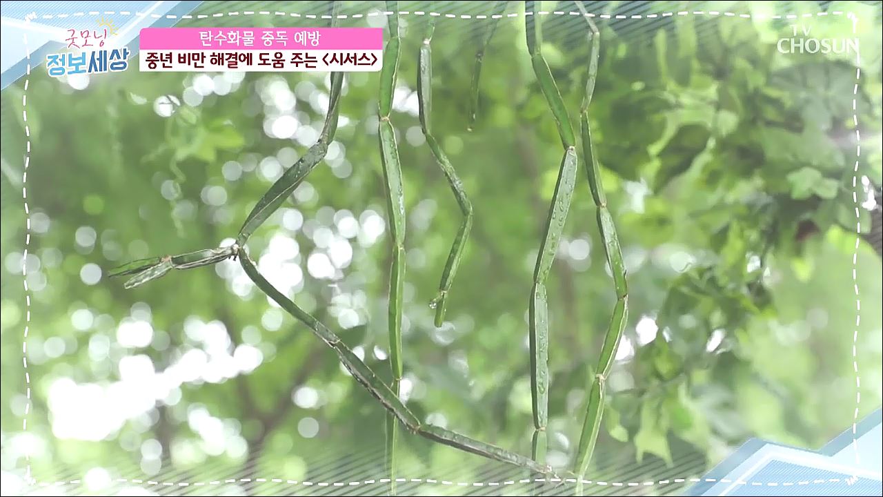 굿모닝 정보세상 251회