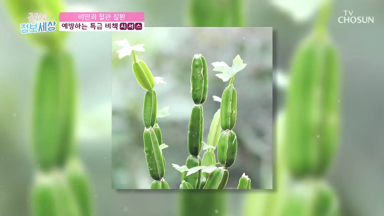 굿모닝 정보세상 260회