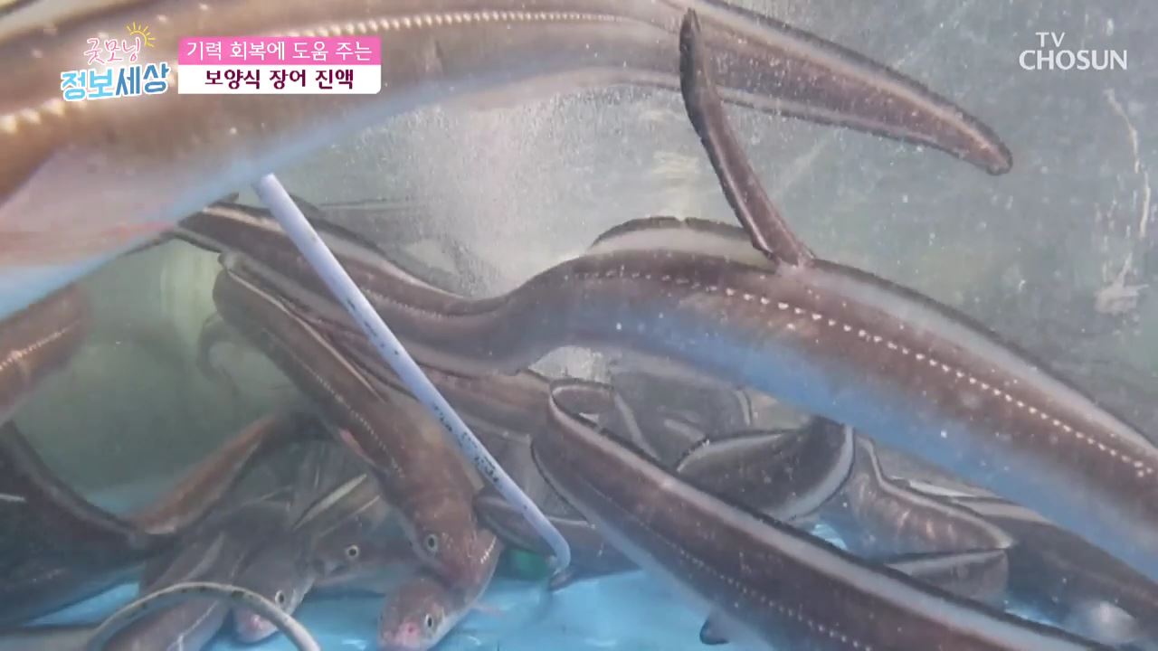 굿모닝 정보세상 272회 