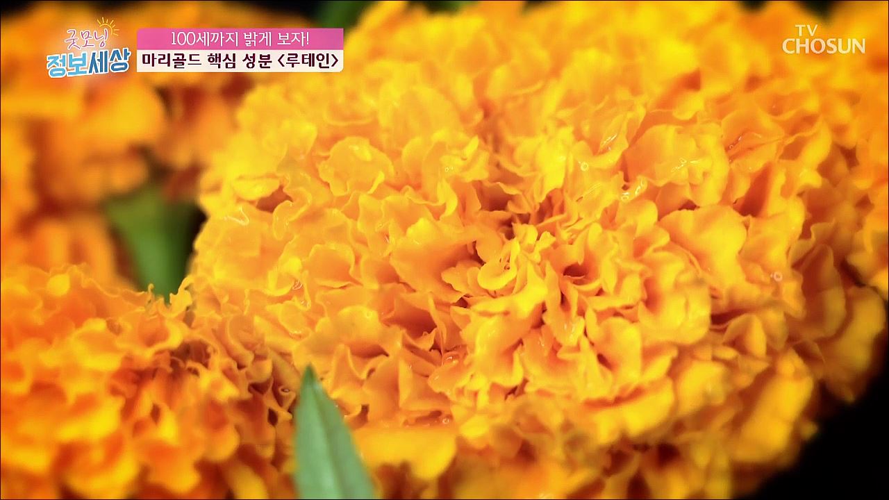 굿모닝 정보세상 281회