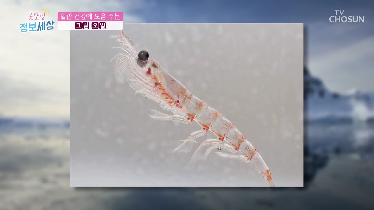 굿모닝 정보세상 296회