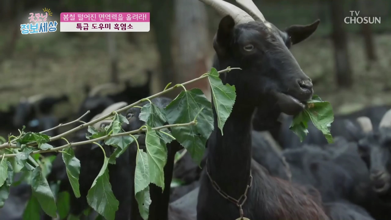 굿모닝 정보세상 379회