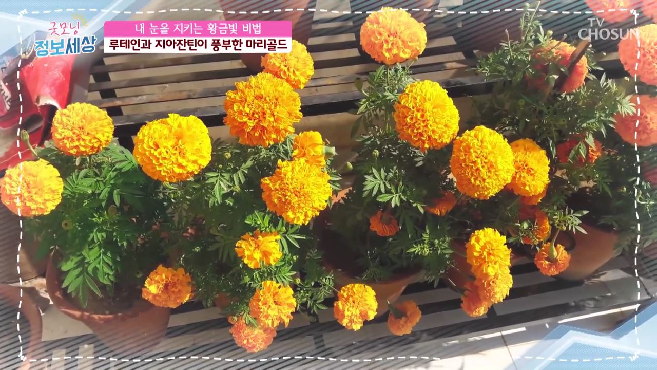 굿모닝 정보세상 388회