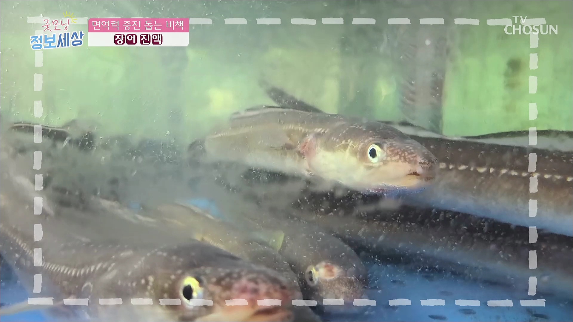 굿모닝 정보세상 468회