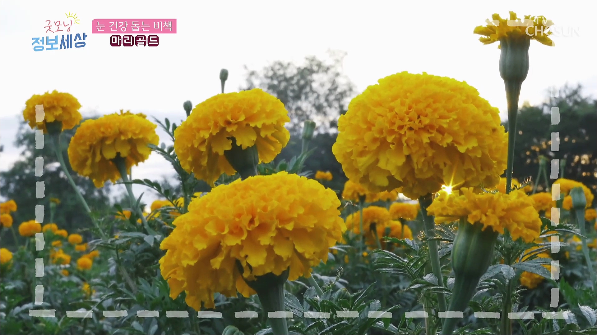 굿모닝 정보세상 469회