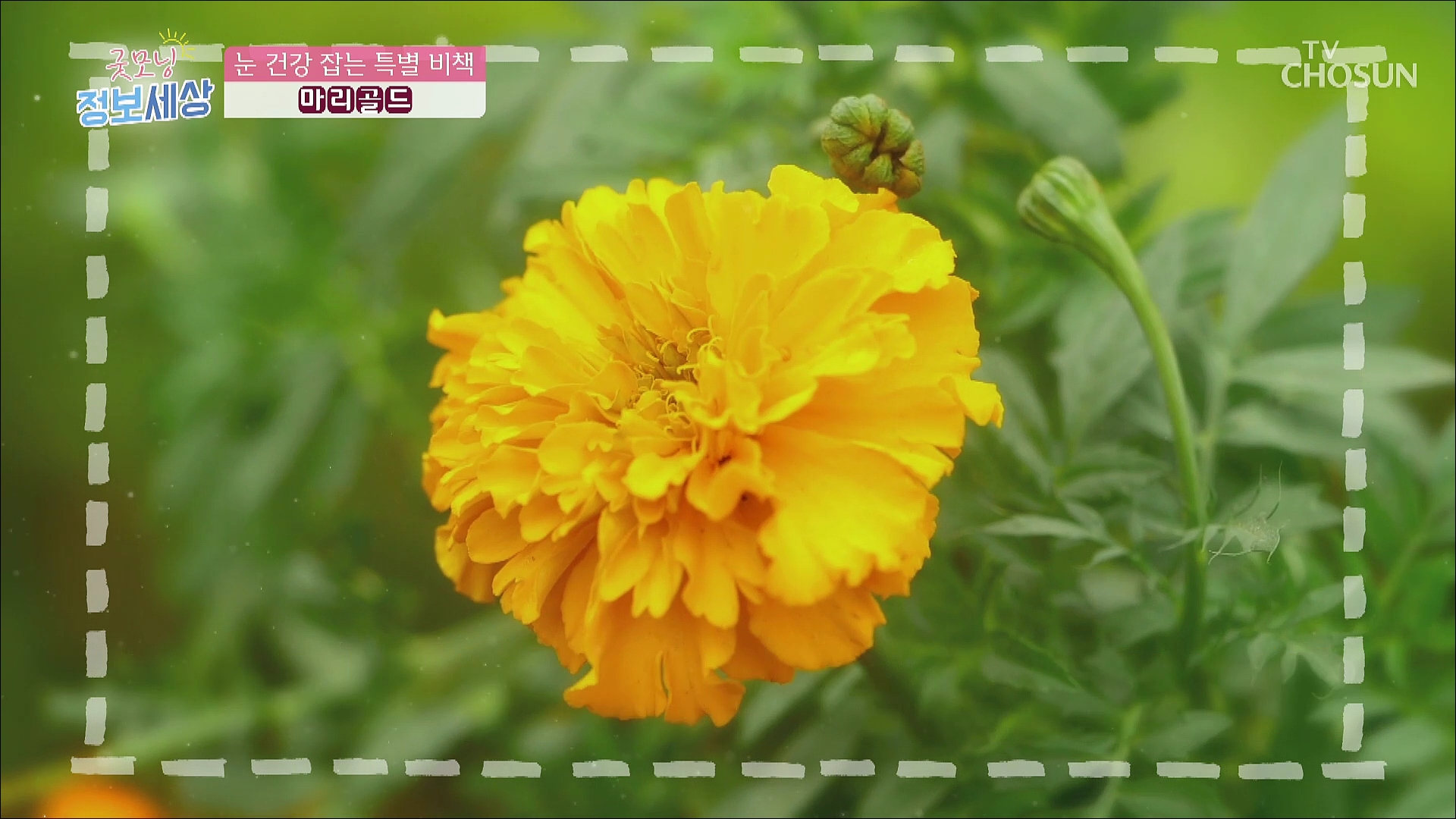 굿모닝 정보세상 485회