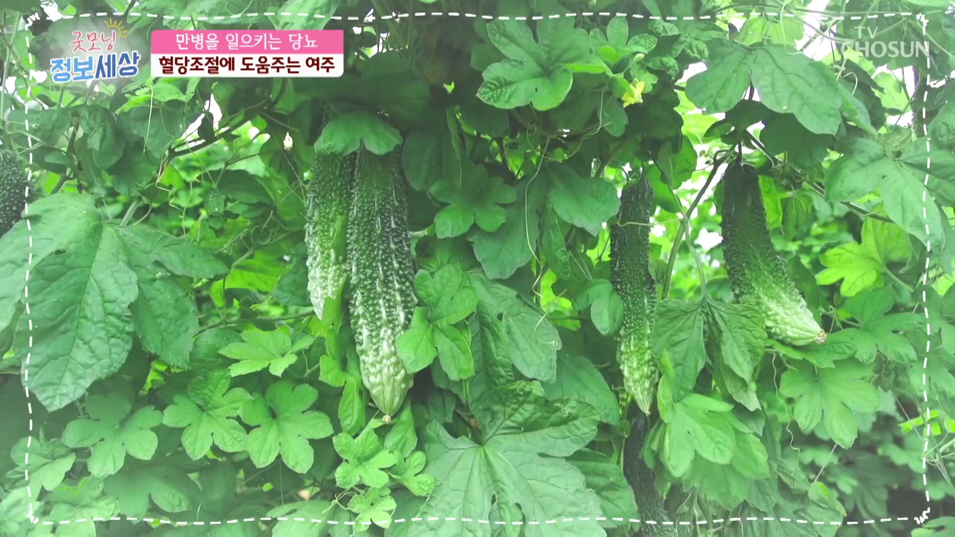 굿모닝 정보세상 486회
