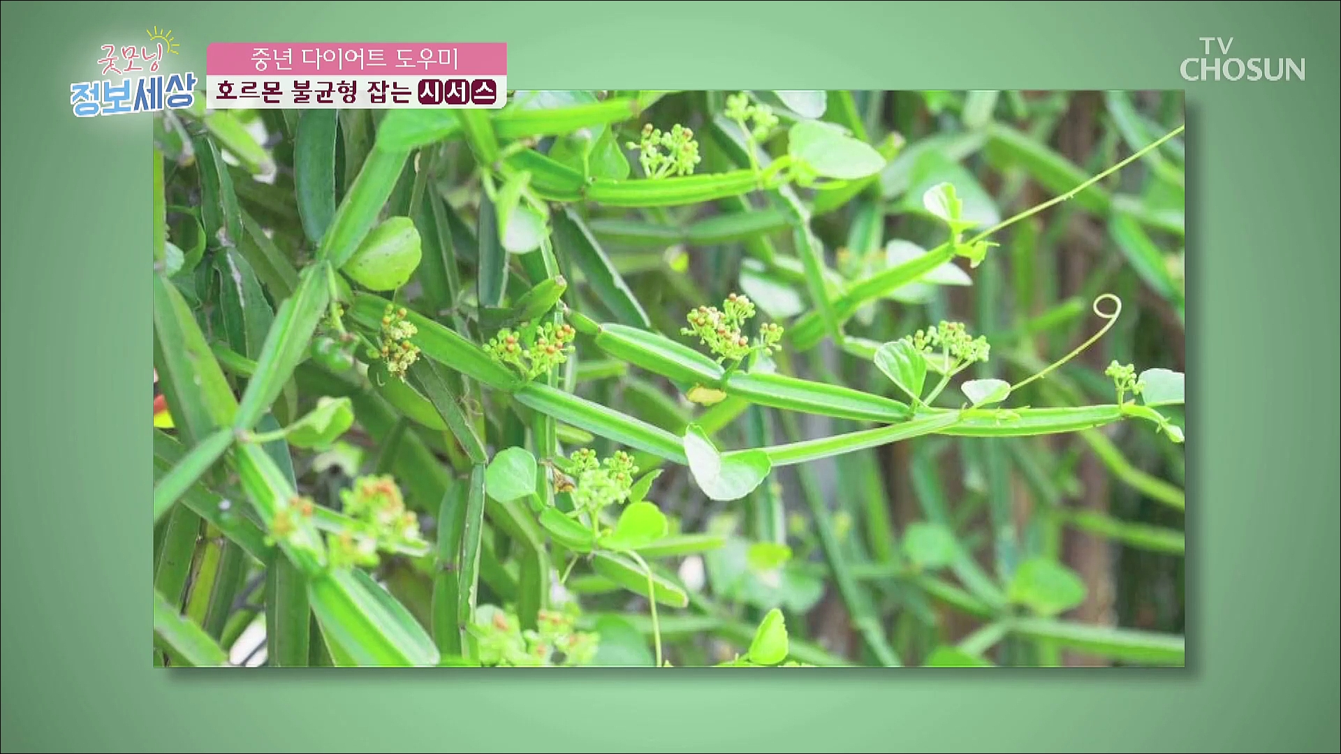 굿모닝 정보세상 499회