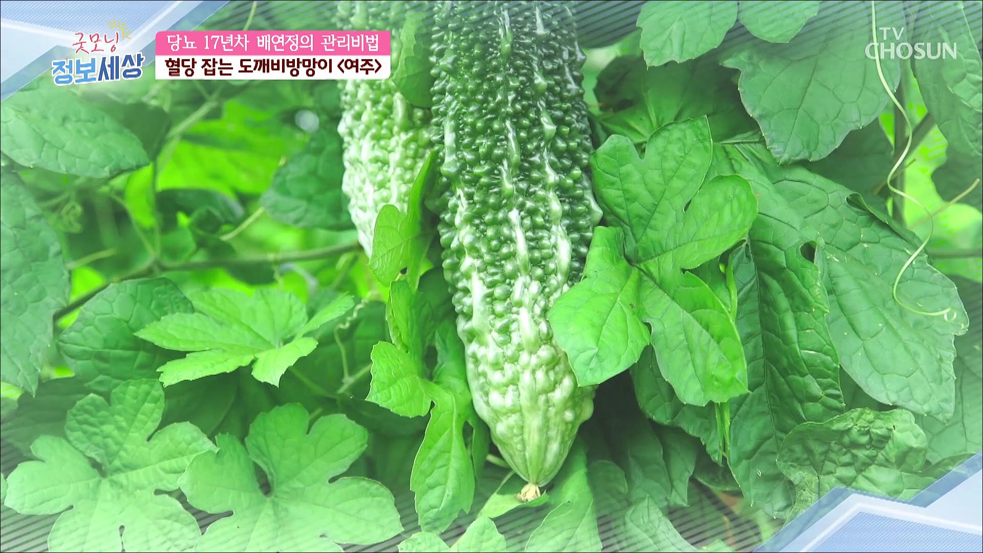 굿모닝 정보세상 521회