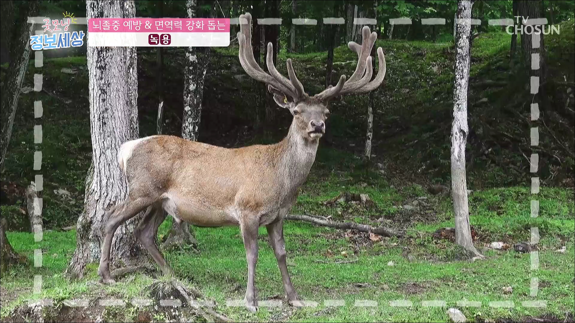 굿모닝 정보세상 549회