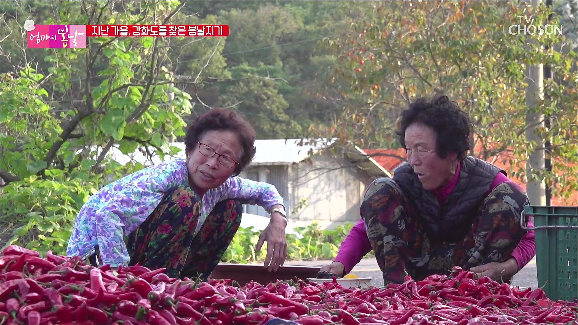 엄마의 봄날 382회