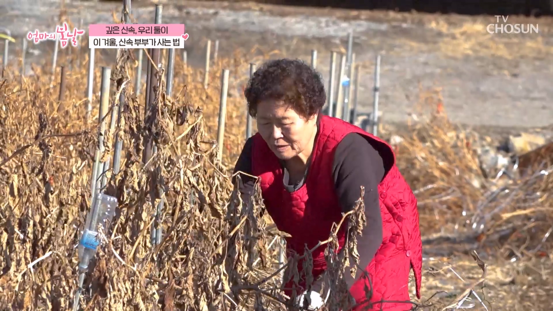 엄마의 봄날 540회