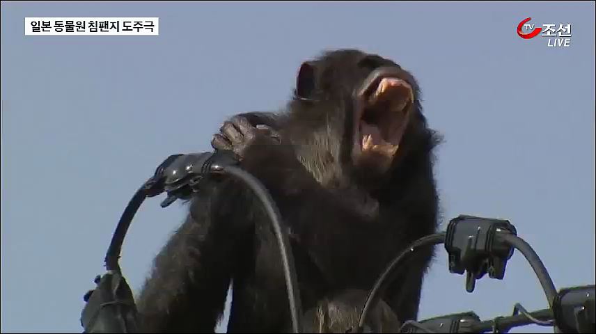 美 LA 주택가에 퓨마가…日에선 침팬지 탈출 소동  