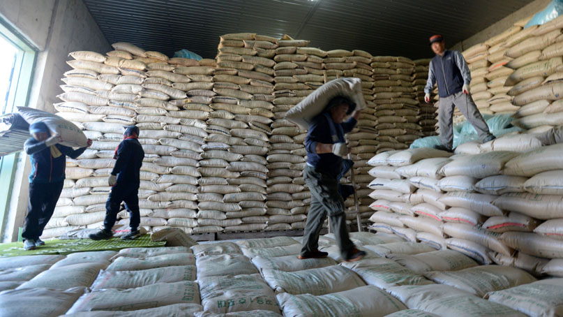 남아도는 쌀, 결국 사료로 처분…3년간 손실액 1조8천억 원