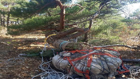 '5그루에 2억원'…수령 200년된 소나무 훔친 일당