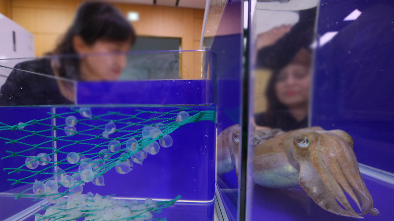 갑오징어, '양식'으로 부활한다…국내 첫 양식 기술 개발 