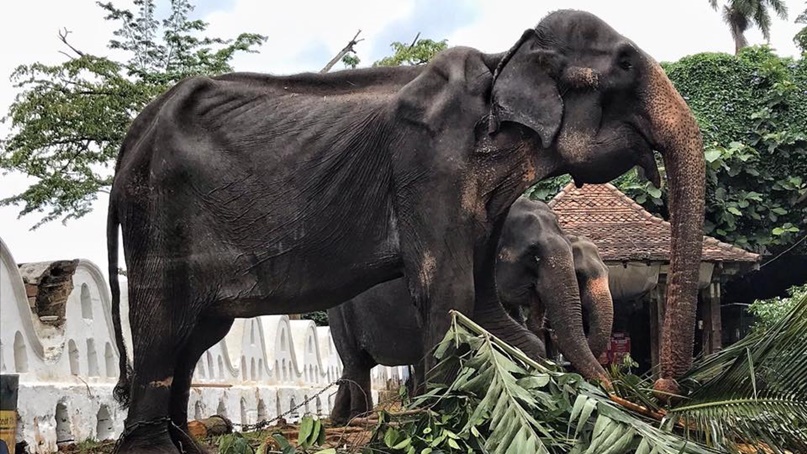스리랑카 축제에 '뼈만 남은 코끼리'…동물 학대 논란
