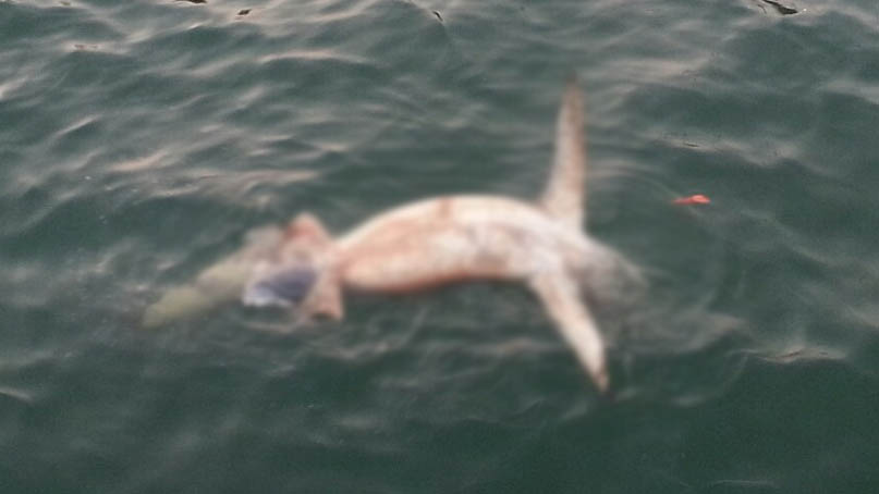 부산항 8부두 해상에서 청새리상어 사체 발견