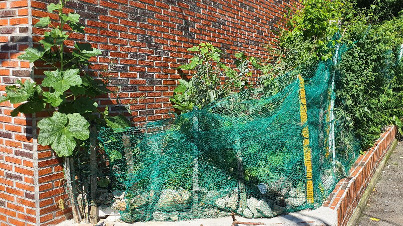 빌라 화단·옥상에서 양귀비 100그루 불법재배 70대 적발