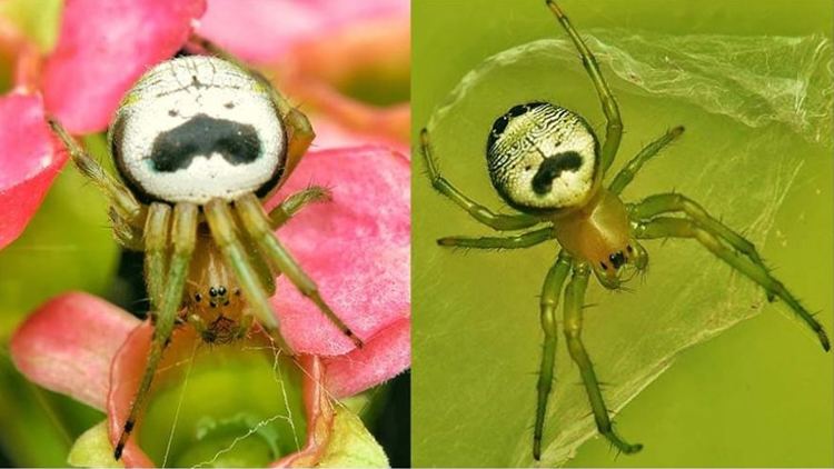 몸통에 프링글스 캐릭터 닮은 무늬를 가진 '미녀왕거미' /출처 : 프링글스 홈페이지