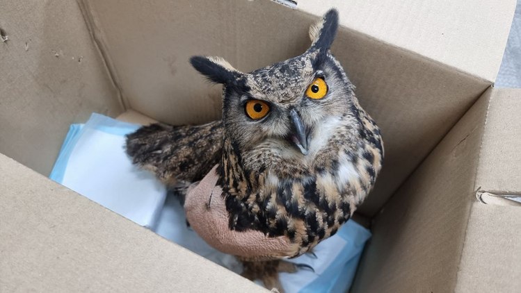 전남야생동물구조관리센터에 인계된 수리부엉이. /광양소방서 제공