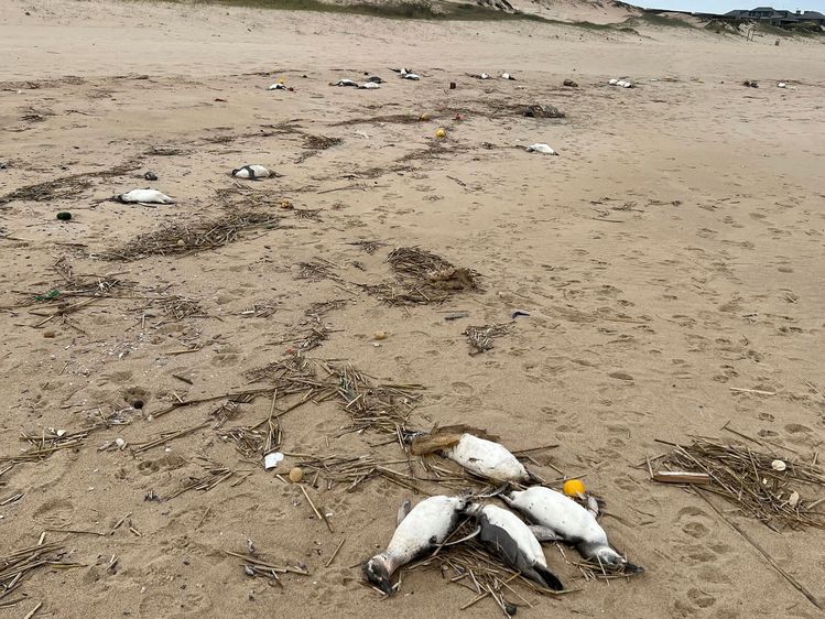 우루과이 해안가에 펭귄 수천마리 사체…당국 '이상현상 아냐'