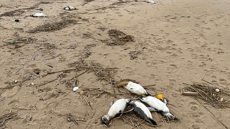우루과이 해안가에 펭귄 수천마리 사체…당국 '이상현상 아냐'