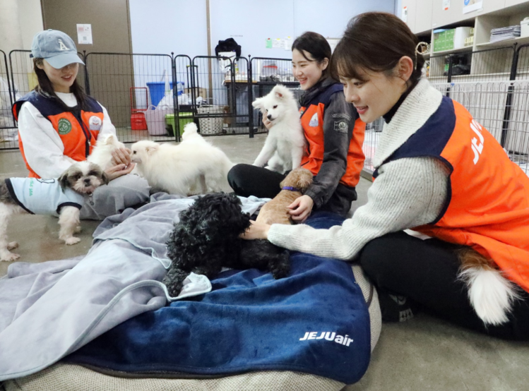 유기견 보호소에서 봉사활동을 하는 제주항공 승무원 /제주항공 제공