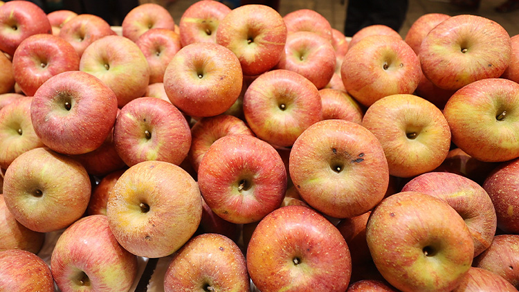 강원사과로 '金사과' 막는다…강원도에 재배지 대규모 조성