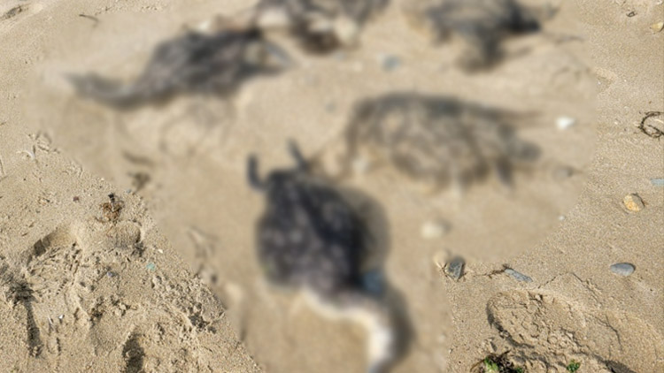 천연기념물 철새 '아비' 포항 해안에 집단 폐사체로 발견