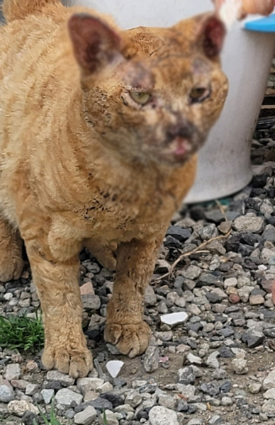 부산 공장 지대에서 학대 받은 고양이 세 마리 발견