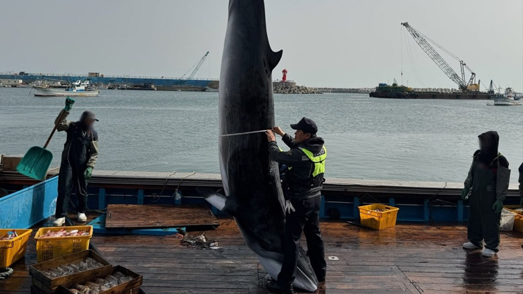 포항 앞바다에서 몸길이 4m 밍크고래 '혼획'…위판가격 5500만원