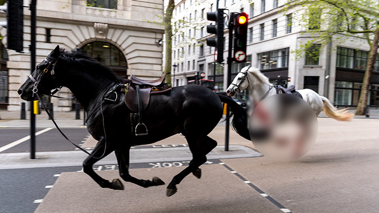 근위대 기병대 말들 질주 소동…출근 시간 런던 '아수라장'