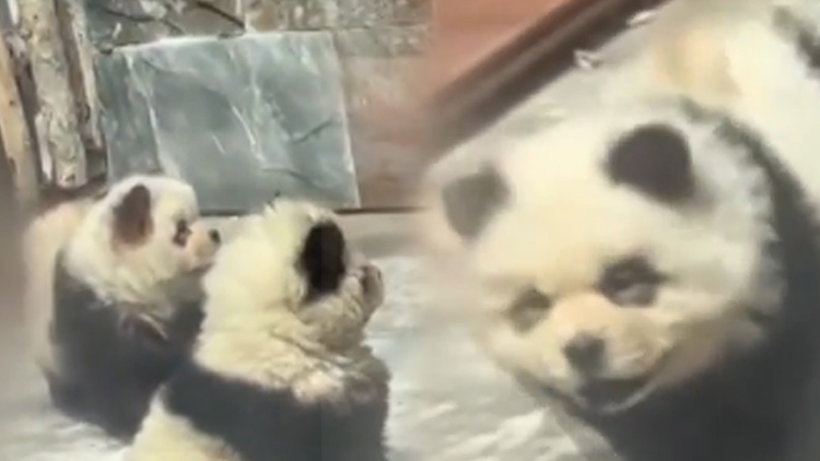 강아지 염색해 '판다견'으로 전시한 中 동물원 논란