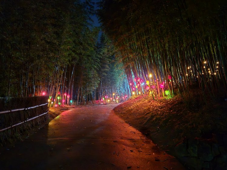'대숲처럼' 담양 대나무축제, 11일 개막…죽녹원 첫 야간개장