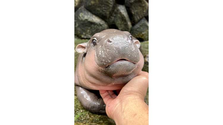 태국 카오 케오우 개방 동물원 페이스북