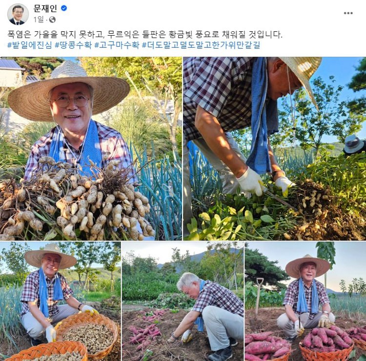 검찰 수사 압박받는 文, 땅콩 수확하며 '밭일에 진심'